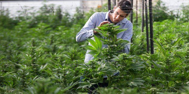 An Israeli agricultural engineer inspects marijuana plants at the BOL (Breath Of Life) Pharma greenhouse in the country's second-largest medical cannabis plantation, near Kfar Pines in northern Israel, on March 9, 2016.The recreational use of cannabis is illegal in the Jewish state, but for the past 10 years its therapeutic use has not only been permitted but also encouraged. Last year, doctors prescribed the herb to about 25,000 patients suffering from cancer, epilepsy, post-traumatic stress and degenerative diseases. The purpose is not to cure them but to alleviate their symptoms. Forbidden to export its cannabis plants, Israel is concentrating instead on marketing its agronomic, medical and technological expertise in the hope of becoming a world hub in the field. / AFP / JACK GUEZ (Photo credit should read JACK GUEZ/AFP/Getty Images)