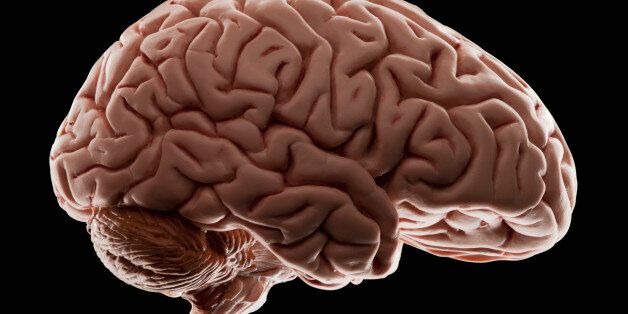 Model of human brain, studio shot