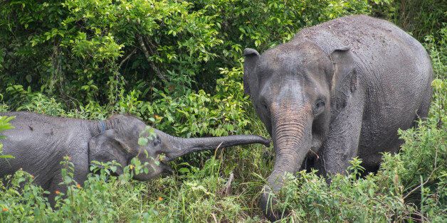 Way Kambas, Lampung, 18 December 2016 : Melly, a domesticated elephant with her child at ERU camp Waykambas. Elephant Respond Unit (ERU) is a sub organization under Indonesian Ministry of Environment funded by Non Government Organization : Asian Elephant Support, International Elephant Foundation, Wildlife Without Borders, and WTG (Welttierschutz geselichaft e.V) without any support from Indonesian Government founded in 2010 and located at Way Kambas National Park-Lampung-Indonesia. Mr. NAZARUDDIN the coordinator of ERU lead hundreds of Employee and voulenteers at the national park in helping to secure the national park especially wild Elephant from coflict by prevent the residents area arround the park using controlled elephant that own by ERU, ERU also have medical team that control the healthy of the domesticated elephants by giving health examination and medical treatment. Since ERU was founded, the conflict between Elephant and local resident reduced significanlty, the healthy of domesticated elephants increasing, and the illegal proaching and logging at the national park reduced. Although there are no support at all from Indonesian government, with the help of above NGO, the organization still running since the good leadership from Mr. NAZARUDDIN. (Photo by Donal Husni/NurPhoto via Getty Images)