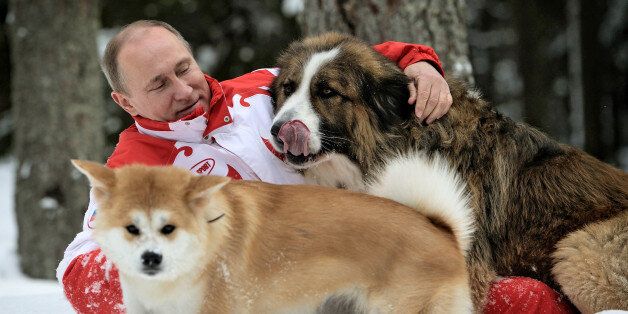 This photo taken on March 24, 2013 shows Russin President Vladimir Putin as he plays with his dogs 'Buffy' (up) and 'Yume' at his residence Novo-Ogariovo, outside Moscow. Bulgarian shepherd dog 'Buffy' was presented to Putin by his Bulgarian counterpart Boyko Borisov while Japanese Prime Minister Yoshihiko Noda offered Putin the puppy 'Yume' as a gift during the G20 in Mexico in June. AFP PHOTO / /RIA NOVOSTI / PRESIDENTIAL PRESS SERVICE / ALEXEY DRUZHINYN (Photo credit should read Alexs