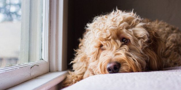 Goldendoodle puppy looks out the window, waiting for her walkies.