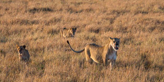 KENYA - 2016/08/27: Lions (Panthera leo) walking through the grasslands of the Masai Mara National Reserve in Kenya. (Photo by Wolfgang Kaehler/LightRocket via Getty Images)