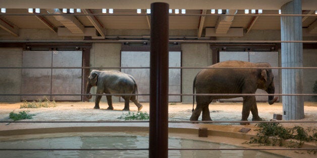 WASHINGTON, DC- NOVEMBER 19: Asian elephants Kamala and her female offspring Maharani feed indoors at the Smithsonian National Zoo's Elephant Community Center in Washington, DC on November 19, 2014. Cold temperatures forced the animal exhibit indoors. Three female elephants came to the Smithsonian earlier this year from a zoo in Calgary. (Photo by Linda Davidson / The Washington Post via Getty Images)