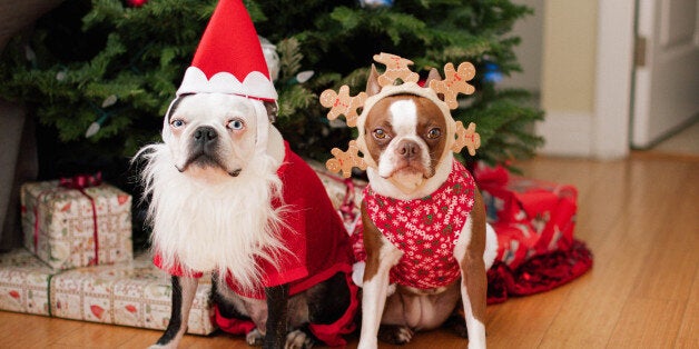 Two boston terriers in Christmas costumes in front of the Christmas tree.