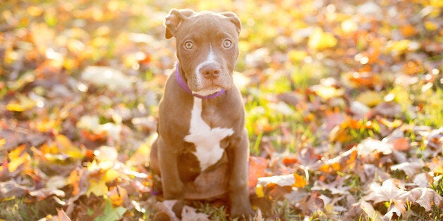 Image of chocolate pit bull mix puppy backlit in fall leaves with beautiful lemony sun behind him.