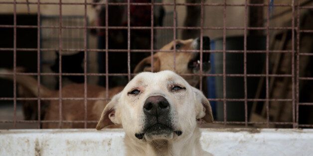 In this Friday, Feb. 27, 2015 photo, dogs rest at the Egyptian Society for Mercy to Animals (ESMA) animal shelter in Saqqara, some 30 kilometers (19 miles) south of Cairo, Egypt. The society is a charitable organization that shelters more than 700 cats and dogs. Volunteers also work to increase public awareness about the welfare of all animals in Egypt. (AP Photo/Nariman El-Mofty)