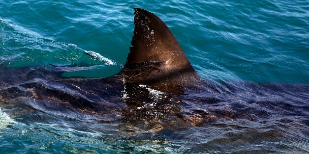 In this Thursday, Aug. 11, 2016, photo, the fin of a great white shark is seen swimming a past research boat in the waters off Gansbaai, South Afric. Extensive research by shark expert Michael Rutzen and his marine biologist partner, Sara Andreotti, has found that great whites off the South African coast are rapidly heading for extinction. (AP Photo/Schalk van Zuydam)