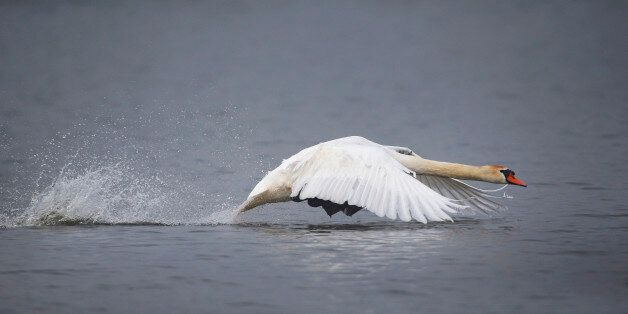 A swan takes off from a lake on a foggy day near the village of Vyazyn, 65 km ( 40 miles ) north of the capital Minsk, Belarus, Wednesday, May 25, 2016. (AP Photo/Sergei Grits)