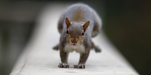 A squirrel stands in Valentino Park in Turin, on November 18, 2016. / AFP / MARCO BERTORELLO (Photo credit should read MARCO BERTORELLO/AFP/Getty Images)