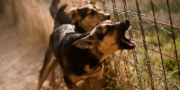 Two barking mutt dogs near the fence, selective focus(photo: Dora Popic)[url=file_closeup.php?id=7396239][img]file_thumbview_approve.php?size=1&id=7396239[/img][/url] [url=file_closeup.php?id=3926522][img]file_thumbview_approve.php?size=1&id=3926522[/img][/url] [url=file_closeup.php?id=3306815][img]file_thumbview_approve.php?size=1&id=3306815[/img][/url] [url=file_closeup.php?id=2588157][img]file_thumbview_approve.php?size=1&id=2588157[/img][/url] [url=file_closeup.php?id=2586999][img]file_thumbview_approve.php?size=1&id=2586999[/img][/url] [url=file_closeup.php?id=9969413][img]file_thumbview_approve.php?size=1&id=9969413[/img][/url] [url=file_closeup.php?id=9969345][img]file_thumbview_approve.php?size=1&id=9969345[/img][/url] [url=file_closeup.php?id=9969278][img]file_thumbview_approve.php?size=1&id=9969278[/img][/url] [url=file_closeup.php?id=19499082][img]file_thumbview_approve.php?size=1&id=19499082[/img][/url] [url=file_closeup.php?id=19495934][img]file_thumbview_approve.php?size=1&id=19495934[/img][/url] [url=file_closeup.php?id=14410152][img]file_thumbview_approve.php?size=1&id=14410152[/img][/url] [url=file_closeup.php?id=12073673][img]file_thumbview_approve.php?size=1&id=12073673[/img][/url] [url=file_closeup.php?id=10840160][img]file_thumbview_approve.php?size=1&id=10840160[/img][/url] [url=file_closeup.php?id=10328025][img]file_thumbview_approve.php?size=1&id=10328025[/img][/url]