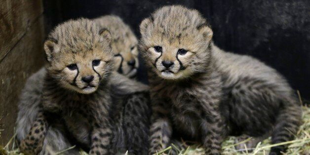 Three of the newly born cheetah quadruplets rest at their enclosure in Prague's zoo, Czech Republic, Friday, Dec. 19, 2014. The four cubs we're born on Nov. 21, 2014. Scientists say every cheetah cub is critical to saving the species, which is threatened with extinction in the wild. (AP Photo/Petr David Josek)