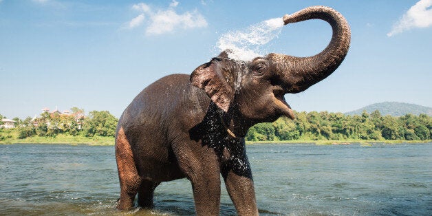 Elephant washing on southern banks of the periyar river at Kodanad training center