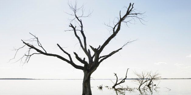 Dead Tree In Devil's Lake