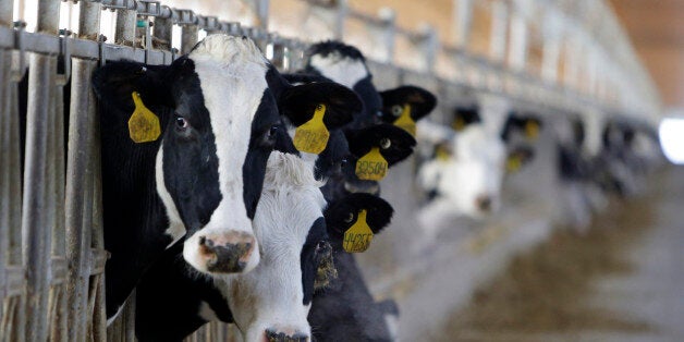 FILE - In this Jan. 26, 2015 file photo, a hornless cow stands in a dairy barn at Fair Oaks Farms in Fair Oaks, Ind. Fair Oaks, one of the nationâs largest dairy farms with 36,000 cows, is phasing out the use of milk cows with horns _ unruly cows can be hazardous because they can gore farm workers or other animals. About a quarter of its newborn calves are hornless due to selective use of bulls with the polled gene, a dominant no-horn genetic trait. AP Photo/Michael Conroy, File)