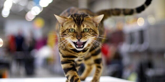 A Bengal cat is seen during the Mediterranean Winner 2016 cat show in Rome, Italy, April 3, 2016. REUTERS/Max Rossi TPX IMAGES OF THE DAY