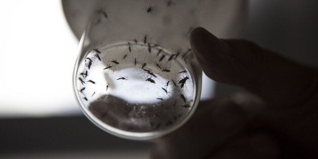 LA PLATA, Feb. 18, 2016 -- Image taken on Feb. 17, 2016 shows Dr. Juan Garcia, director of the Center for Parasitological Studies and Vectors of the Faculty of Natural Sciences of La Plata National University, holding a bottle with Aedes aegypti mosquitoes sheltered for study at one of the Centre laboratories, in La Plata city, Argentina. CEPAVE scientists are working on a biological incecticide to fight the moquito that tramsmits the zika, dengue and chikungunya fever. (Xinhua/Martin Zabala via