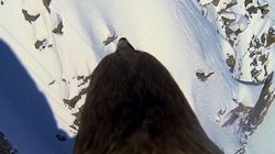 Το ΒΒC αποκάλυψε όλη την αλήθεια για το συγκλονιστικό βίντεο με τον «άγριο» αετό που πετούσε πάνω από τις