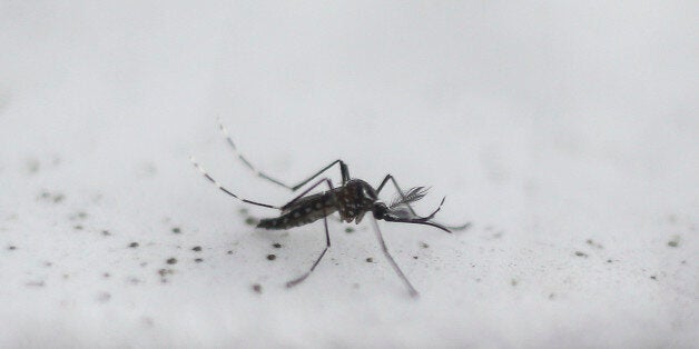 CORRECTION - View a transgenic Aedes aegypti OX513A mosquito, created by Oxitec, in Piracicaba, Sao Paulo, Brazil on October 26, 2016. Governments and philanthropists announced an $18 million plan to release mosquitoes resistant to Zika, dengue and other viruses in urban areas of Colombia and Brazil. The program aims to boost mosquito-control efforts by creating transgenic insects, following the alarming spread of the mosquito-borne Zika virus, which can cause devastating birth defects. / AFP /