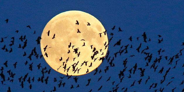A flock of birds fly by as a perigee moon, also known as a super moon, rises in Mir, Belarus, 95 kilometers (60 miles) west of capital Minsk, Belarus, late Sunday, Sept. 27, 2015. The full moon was seen prior to a phenomenon called a