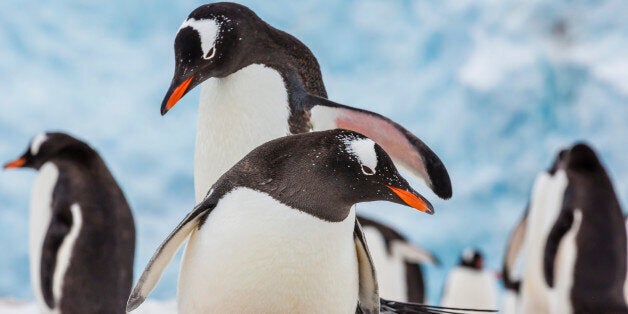 Adult gentoo penguins (Pygoscelis papua) courtship display, Neko Harbor, Antarctica, Southern Ocean, Polar Regions