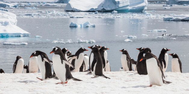 Penguins in the Antarctic Peninsula
