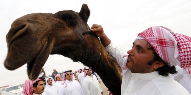 A Saudi man grooms a camel that won a beauty contest during the Mazayin Dhafra Camel Festival in the desert near the city of Madinat Zayed, 150 kms west of Abu Dhabi, on December 25, 2015. The festival, which attracts participants from around the Gulf region, includes a camel beauty contest, a display of UAE handcrafts and other activities aimed at promoting the country's folklore. / AFP / KARIM SAHIB (Photo credit should read KARIM SAHIB/AFP/Getty Images)