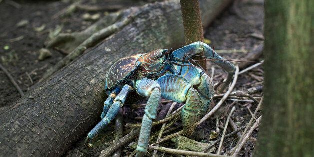 Blue robber crab, Christmas Island, Australia