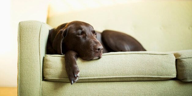 Chocolate Labrador resting on sofa