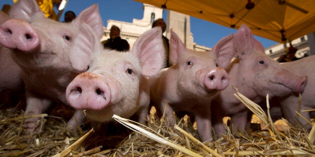 Piglets snuffle around in the hay in front of the Italian parliament in Rome Thursday, Dec. 5, 2013, as hundreds of farmers protest to protect pork products Made in Italy. The farmers started their protest Wednesday in the north of Italy, on the border between Italy and Austria, controlling the goods origin coming from other European countries. The said they observed that many goods were entering Italy with the brand Made in Italy already put on it. According to the farmer's organization Coldiretti, 50 percent of pork products imported into Italy come from Germany where intensive farming is practiced. (AP Photo/Andrew Medichini)