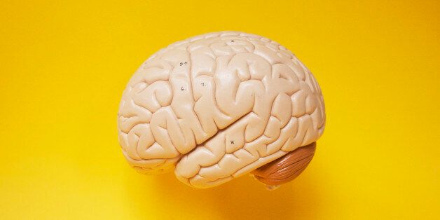 Model Brain side profile.