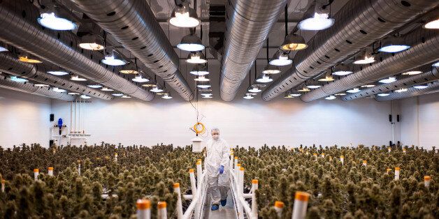 An employee checks nearly matured medical marijuana plants in a climate controlled growing room at the Tweed Inc. facility in Smith Falls, Ontario, Canada, on Nov. 11, 2015. Construction and marijuana companies are poised to benefit from the Liberal Party's decisive win in Canada's election, with leader Justin Trudeau vowing to fund infrastructure spending with deficits and legalize cannabis. Photographer: James MacDonald/Bloomberg via Getty Images