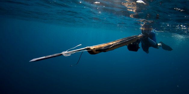 Underwater view of a woman swimming with a speargun, as the tip heads right past the camera in Costa Rica.