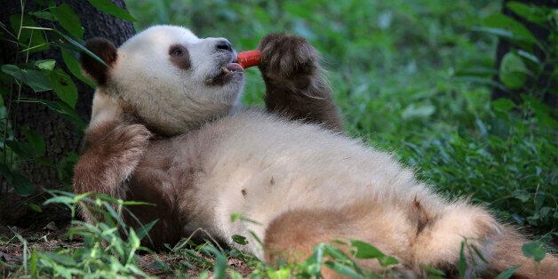 A Giant panda with rare brown-and-white fur eats a carrot at a natural conservation area in Qinling, Shaanxi province, September 6, 2013. The four-year-old giant panda was found in Qinling when it was a cub in 2009, according to local media. Picture taken September 6, 2013. REUTERS/China Daily (CHINA - Tags: ANIMALS SOCIETY TPX IMAGES OF THE DAY) CHINA OUT. NO COMMERCIAL OR EDITORIAL SALES IN CHINA