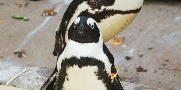 African penguins Pedro (bottom) and Buddy interact with each other at the Toronto Zoo in Toronto November 8, 2011. The Toronto Zoo announced they will separate the penguins after zookeepers noticed behaviour denoting a gay relationship between the two, and pair them with females to help preserve the endangered species. Pedro and Buddy will be reunited after mating with other female penguins. REUTERS/Mark Blinch (CANADA - Tags: ANIMALS SOCIETY)