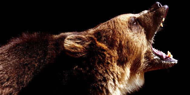 Brown bear (Ursus arctos) roaring, side view