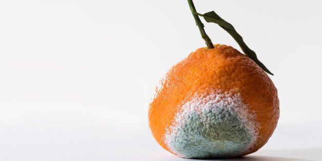 Tangerine with mould, close-up