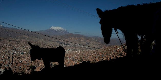 In this May 22, 2016 photo, a donkey, whose milk is sold by her owner, stands with her foal overlooking La Paz and the snow capped Illimani Mountain in El Alto, Bolivia. Elizabth Canipa, director of the maternal milk program with Boliviaâs Health Ministry, said there is no scientific study proving that donkey milk has curative properties. (AP Photo/Juan Karita)