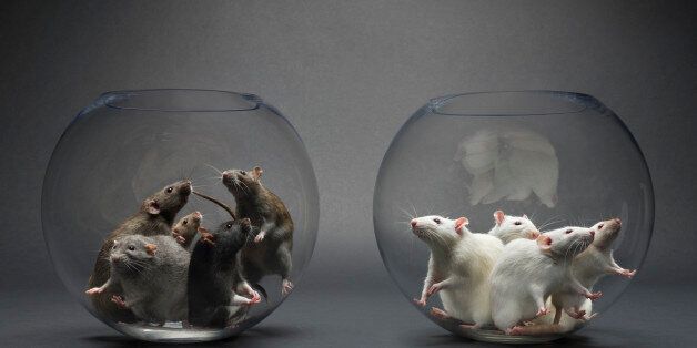 2 groups of rats in glass bowls, one dark brown,one white