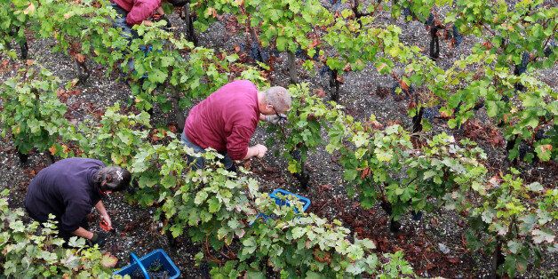 FILE - This Monday, Oct. 8, 2012, file photo shows workers collecting red grapes in the vineyards of the Domaine de Chevalier, a Grand Cru des Graves, during the grape harvest at the airport of Merignac, near Bordeaux, southwestern France. The grape harvest in the European Union has picked up from the extremely bad 2012 season but still left key wine regions like Franceâs Bordeaux and Bourgogne struggling because of inclement weather. After several wine producing regions were left with the