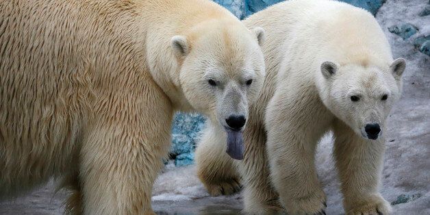 A couple of polar bears, Felix (L), a nine-year-old, and Aurora, a six-year-old, walk inside its enclosure at the Royev Ruchey Zoo in Krasnoyarsk, Siberia, Russia, March 29, 2016. Zoo keepers have allowed the bears to live together hoping that they will mate. Both bears were rescued by people in the Arctic Ocean, and were brought to the Krasnoyarsk zoo. A weak orphaned cub, Felix was delivered to the zoo from a scientific polar station on the Wrangel Island in May 2006. Aurora and her sister, Victoria, were found without their mother along a coast of Russia's Taymyr Peninsula in May 2010, according to zoo representatives. REUTERS/Ilya Naymushin TPX IMAGES OF THE DAY
