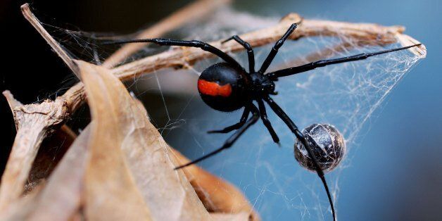 SYDNEY, NSW - JANUARY 23: A Redback Spider is pictured at the Australian Reptile Park January 23, 2006 in Sydney, Australia. The Redback, probably Australia's best-known deadly spider is found all over Australia and is a close relative of the Black Widow Spider from the U.S. Only the female Redback is considered dangerous, with their venom containing neurotoxins, which works very slowly. Fatalities, even from untreated bites, are rare. Australia is home to some of the most deadly and poisonous animals on earth. (Photo by Ian Waldie/Getty Images)