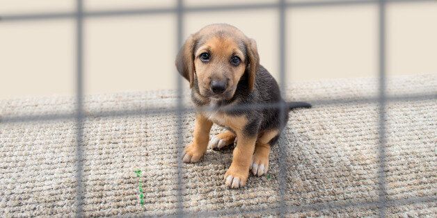 sad dog in a cage at the pound