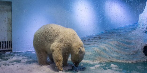 GUANGZHOU, CHINA - JULY 27: Polar bear 'Pizza' at an aquarium in Grandview shopping mall on July 27, 2016 in Guangzhou, China. 'Pizza' is the only live polar bear in south China's Guangzhou. (Photo by VCG/VCG via Getty Images)