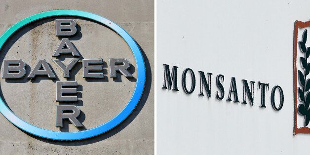 (COMBO) This combination of file pictures created on September 14, 2016 shows the logo of German pharmaceutical giant Bayer (L, on September 8, 2016 in Leverkusen) and the logo of Monsanto at it's Belgian manufacturing site and operations centre (on May 24, 2016 in Lillo near Antwerp). German pharmaceutical and chemical group Bayer is preparing to increase its takeover offer for US seeds and pesticides giant Monsanto for a fourth time, a report said on September 13, 2016. / AFP / Patrik STOLLARZ AND John THYS (Photo credit should read PATRIK STOLLARZ,JOHN THYS/AFP/Getty Images)