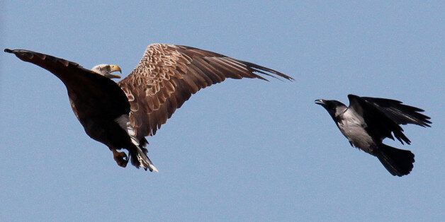 A crow attacks an eagle in an attempt to protect its nest above the Volga river delta, Kazakhstan, April 12, 2016. Picture taken April 12, 2016. REUTERS/Grigory Dukor