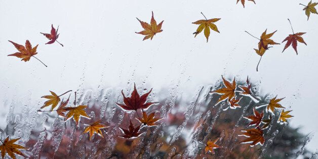 Leaves of the maple on a window in the rain