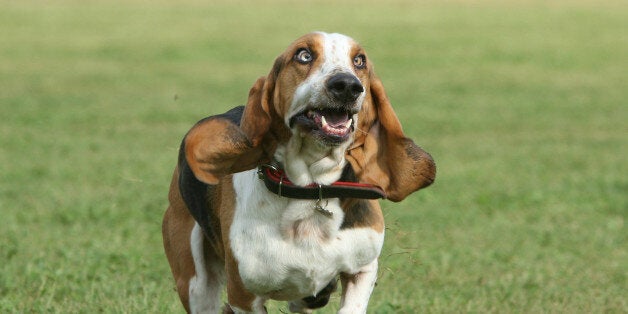 Basset hound (Canis lupus familiaris) running, UK