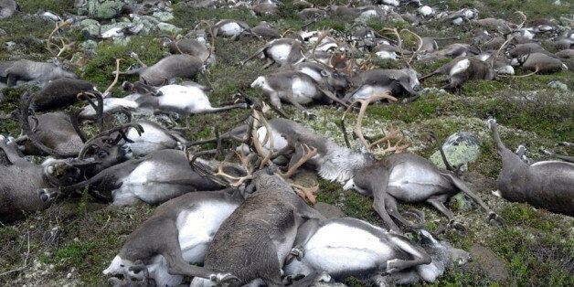 In this image made available by the Norwegian Environment Agency on Monday Aug. 29 2016, shows some of the wild reindeer that were killed, in Hardangervidda, central Norway on Friday. More than 300 wild reindeer have been killed by lightning in central Norway. The Norwegian Environment Agency has released eerie images showing a jumble of reindeer carcasses scattered across a small area on the Hardangervidda mountain plateau. (Havard Kjotvedt /Norwegian Environment Agency, NTB scanpix, via AP)