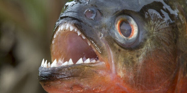 South America ,Brazil, Amazonas state, Manaus, Amazon river basin, along Rio Negro , Red-bellied piranha or red piranha (Pygocentrus nattereri)