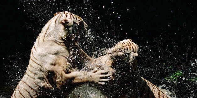 Two white tigers (Panthera tigris) fighting in water, close-up